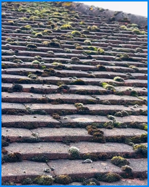 Before restoration: Thick moss growth damaging the tile surface